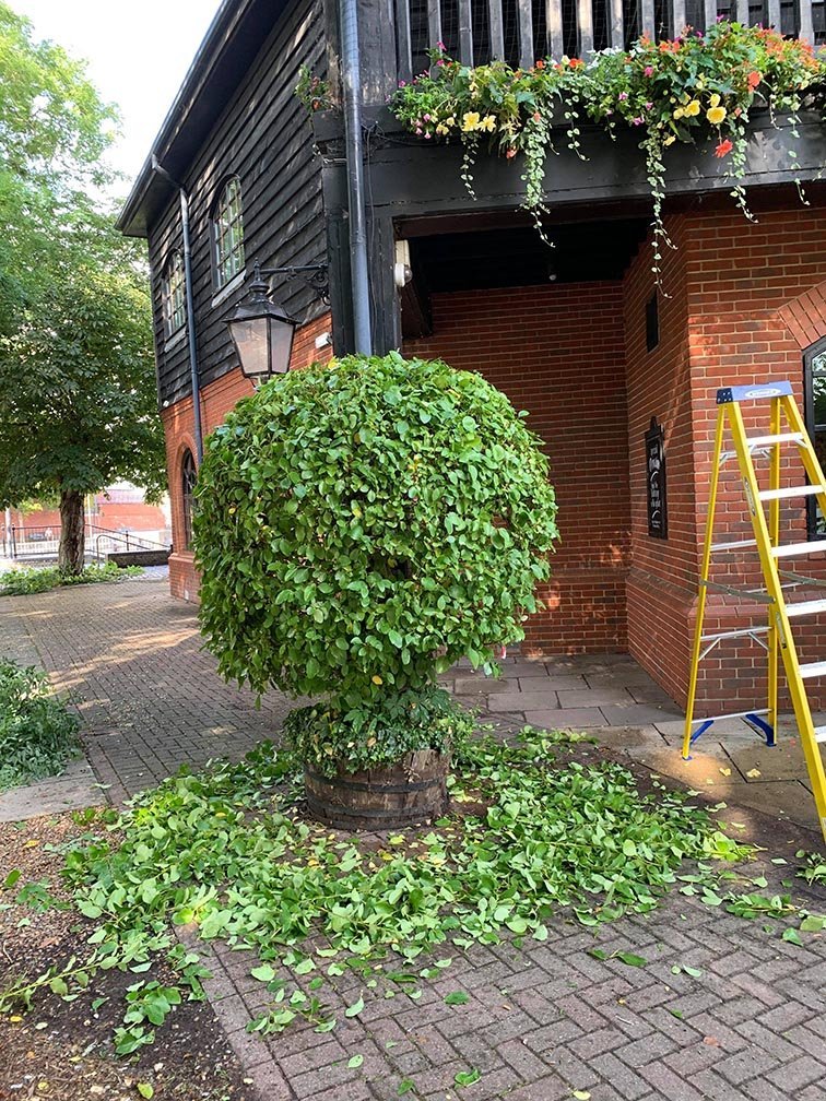 Garden Design & Landscaping Project